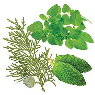 AromaTouch