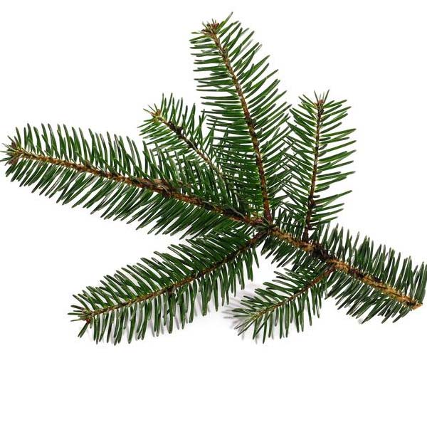 Brad Duglas (Douglas Fir)