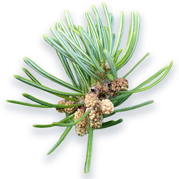 Brad siberian (Siberian Fir)