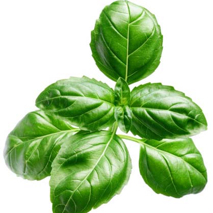 Busuioc (Basil)