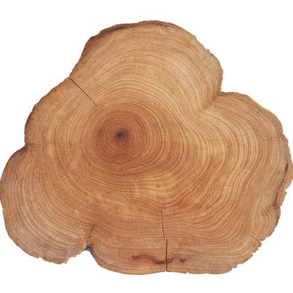 Cedru (Cedarwood)