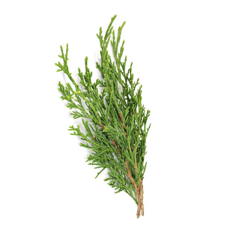 Chiparos (Cypress)