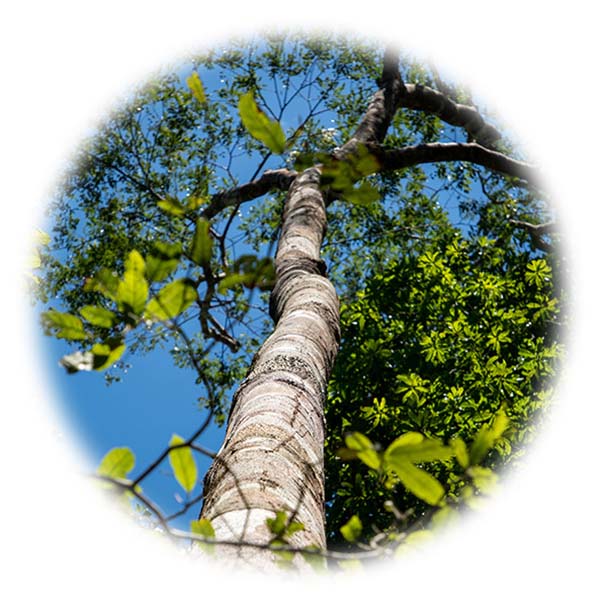Copaiba