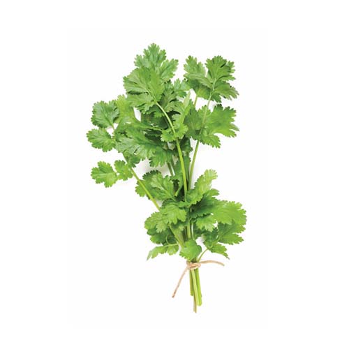 Coriandru frunze (Cilantro)