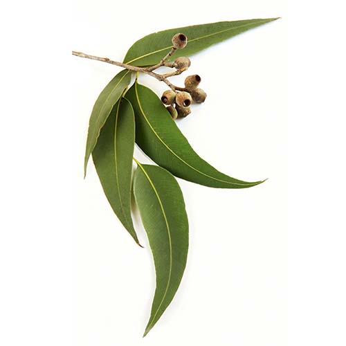 Eucalipt (Eucalyptus)