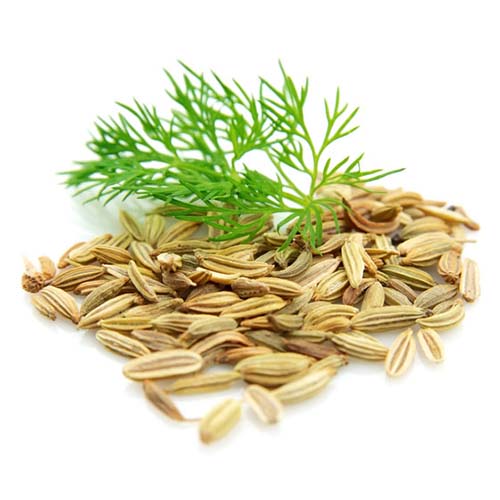 Fenicul (Fennel)