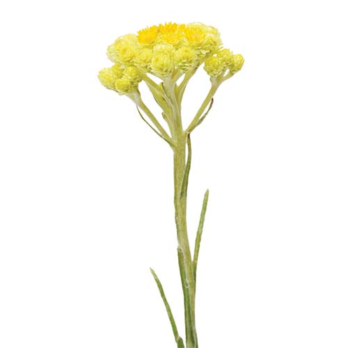 Helichrysum