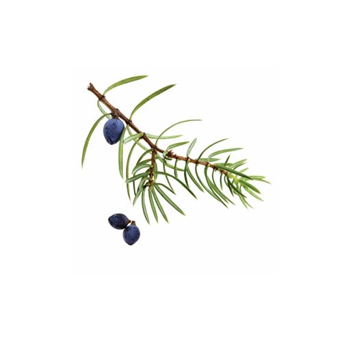 Ienupar (Juniper Berry)
