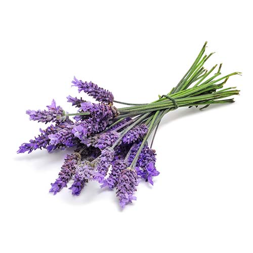 Levantica (Lavender)