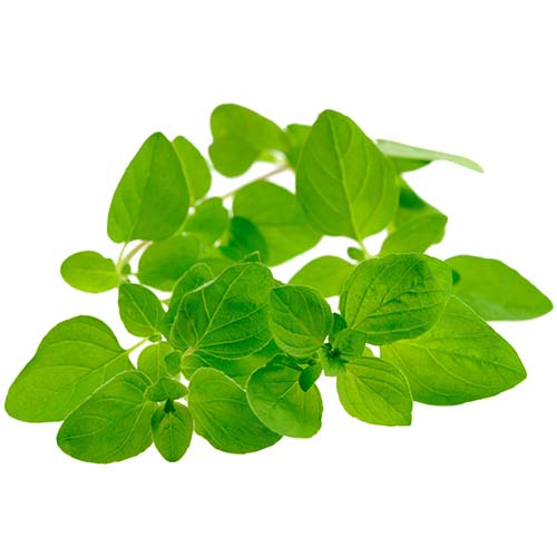 Maghiran (Marjoram)