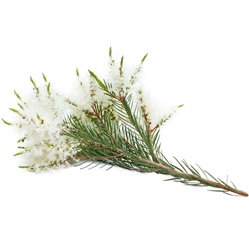 Arbore de ceai (Melaleuca)