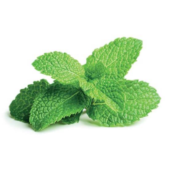 Menta (Peppermint)