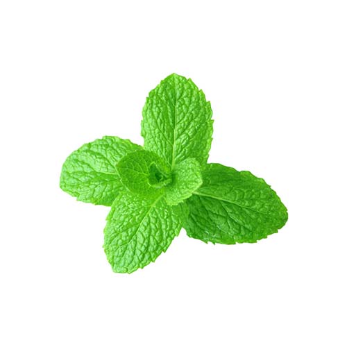 Menta creata (Spearmint)