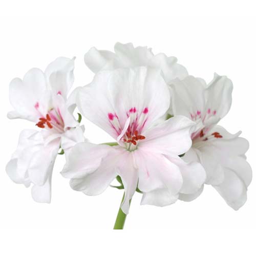 Muscata (Geranium)