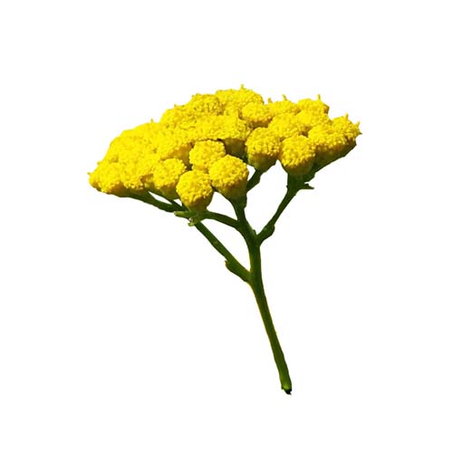 Musetel albastru marocan (Blue Tansy)