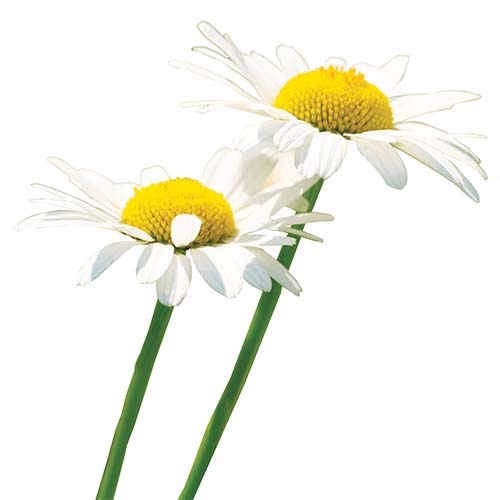 Musetel roman (Roman Chamomile)