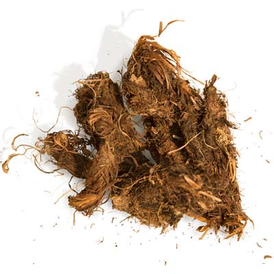 Nard (Spikenard)
