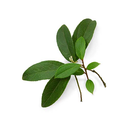 Nepalez (Wintergreen)