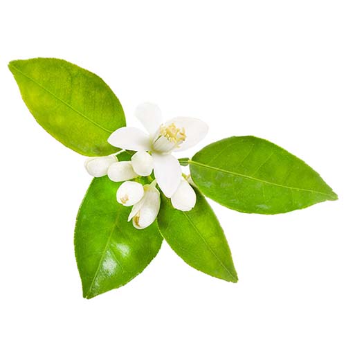 Neroli Touch