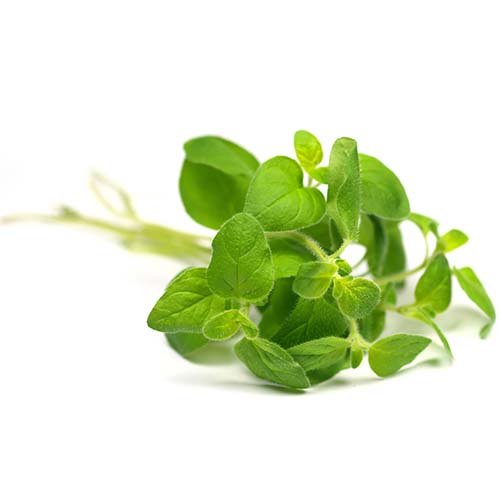 Oregano