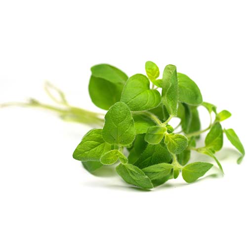 Oregano Touch