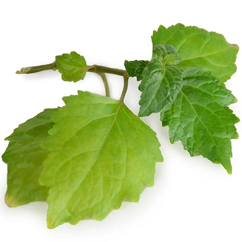 Paciuli (Patchouli)