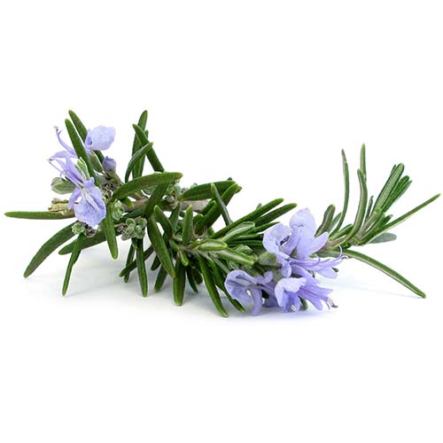Rozmarin (Rosemary)