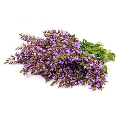Salvie (Clary Sage)