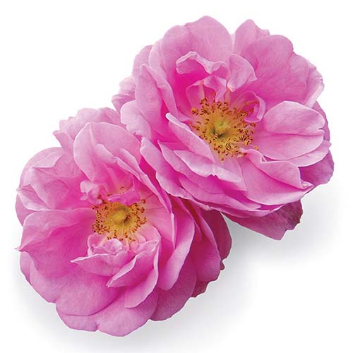 Trandafir Touch (Rose)