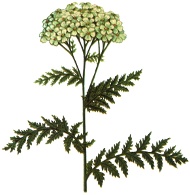 Yarrow Pom