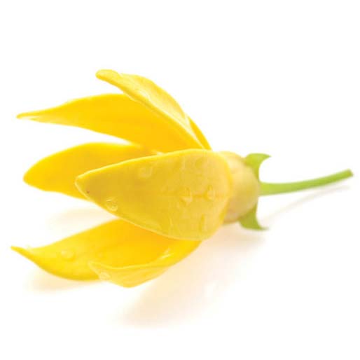 Ylang Ylang